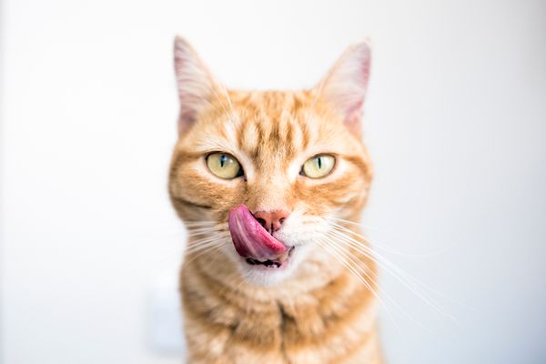 Cat, Pet, Mammal