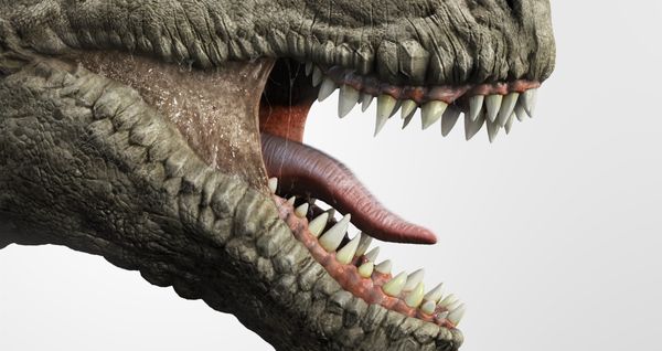 Dinosaur, Reptile, Animal
