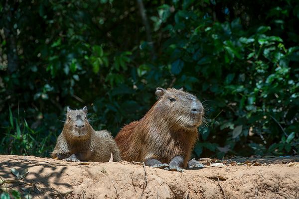 Social media posts claimed to show a green capybara new species.