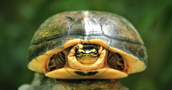 Turtle, Reptile, Sea Life