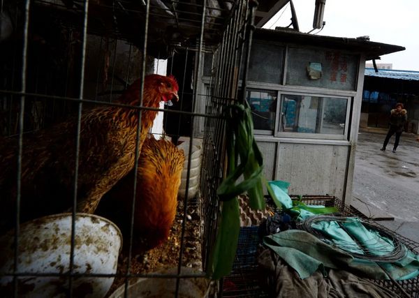 In June 2021, Chinese health officials reported that a 41-year-old man living in Jiangsu Province had contracted H10N3 avian influenza, also known as the “bird flu.”