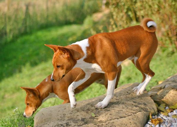 Dog, Canine, Animal