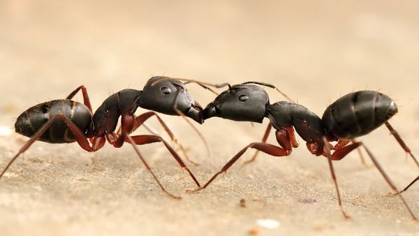 Insect, Invertebrate, Animal