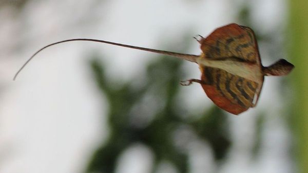 Insect, Invertebrate, Animal