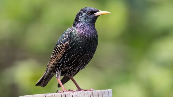 Bird, Animal, Beak