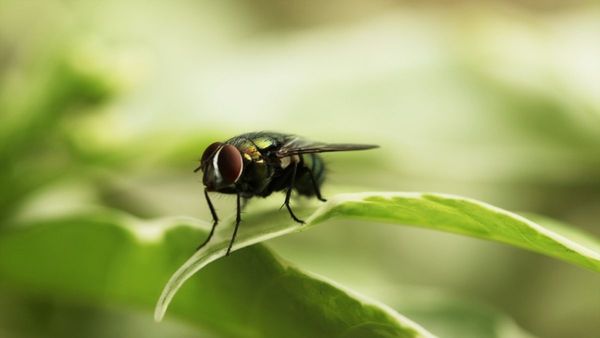 Irish Spring soap works as a fly repellent?