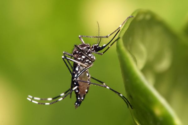 Mosquito, Invertebrate, Insect