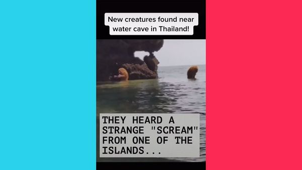 A TikTok video claimed that new creatures were found near a water cave in Thailand.