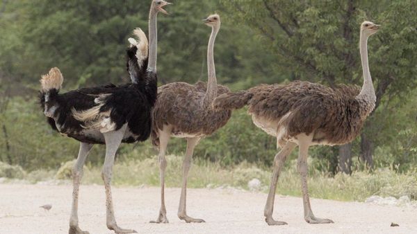 Ostrich