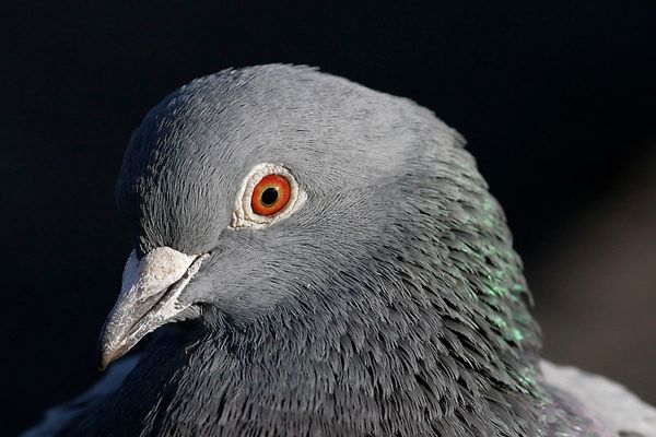 Bird, Animal, Pigeon