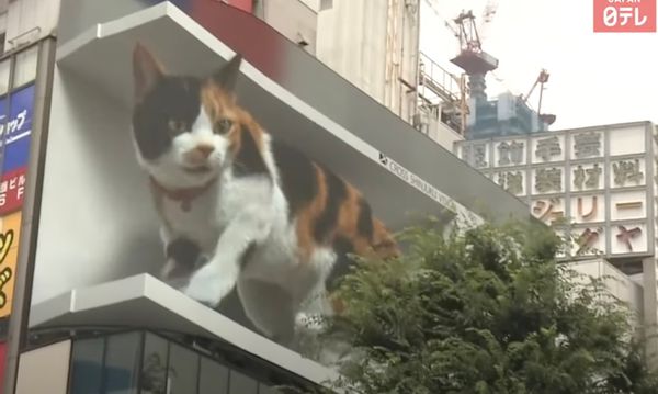 Cat, Pet, Animal