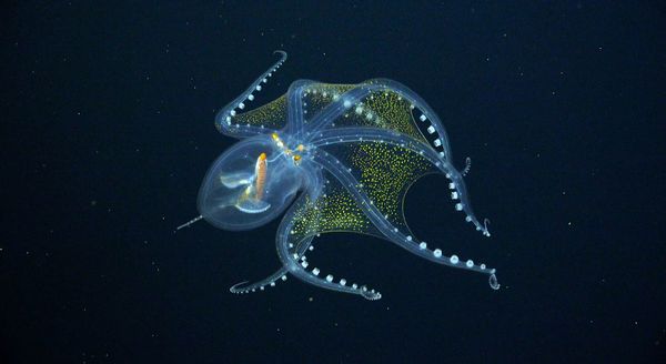 Sea Life, Animal, Invertebrate