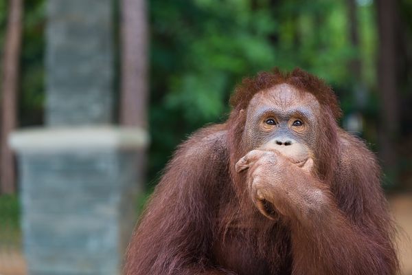 Orangutan
