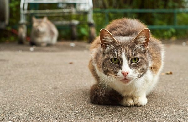 cat
