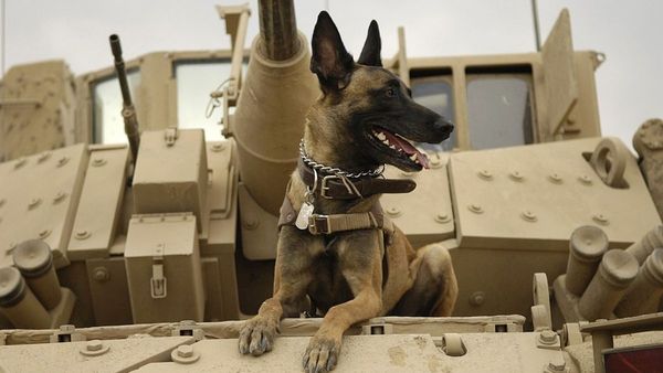 Dog, Canine, Pet