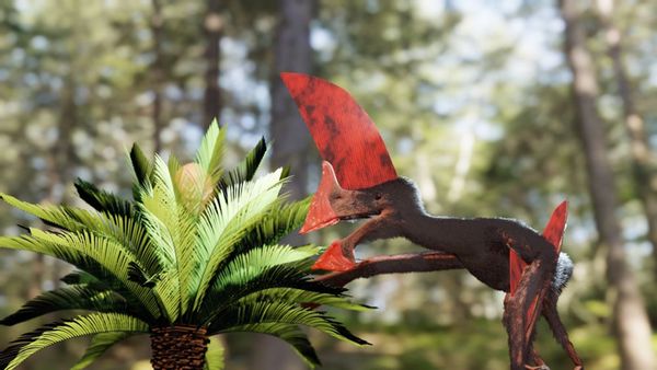 Bird, Animal, Vegetation