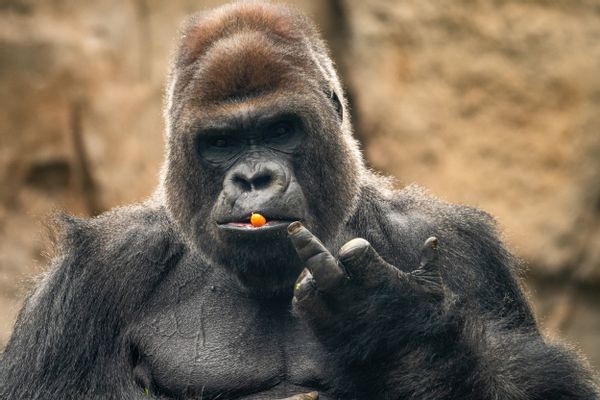 gorilla with carrot