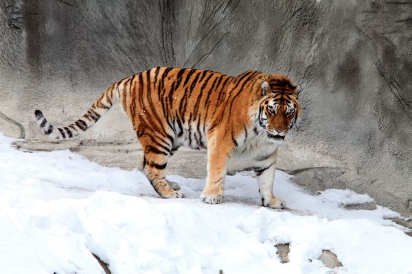 Tiger, Mammal, Animal