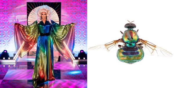 Honey Bee, Animal, Invertebrate