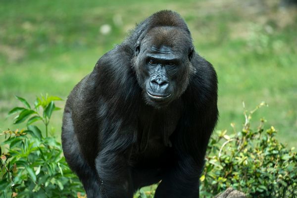 Wildlife, Animal, Gorilla
