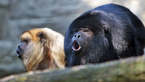 Wildlife, Animal, Mammal