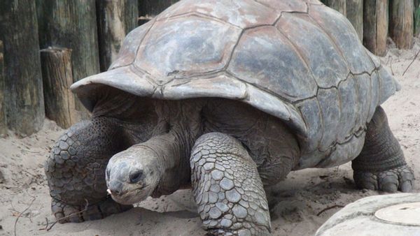 Turtle, Sea Life, Reptile