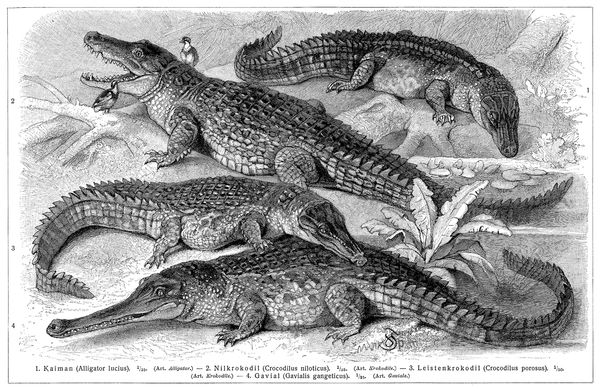 Crocodile, Reptile, Alligator