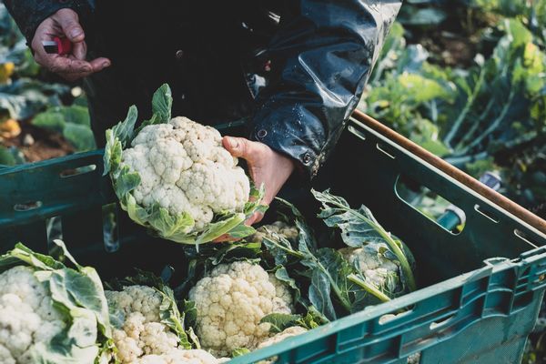 Plant, Cauliflower, Food