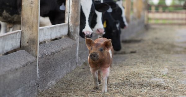 Cow, Mammal, Animal