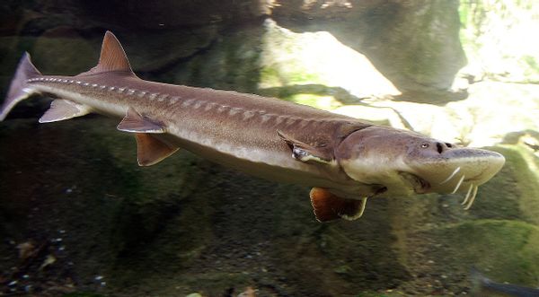 Sturgeon, Fish, Animal