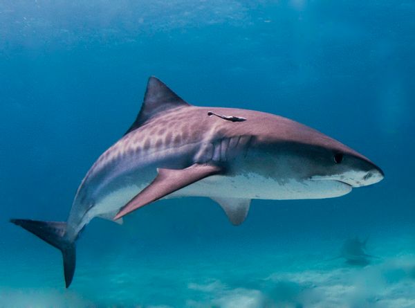 Shark, Sea Life, Animal