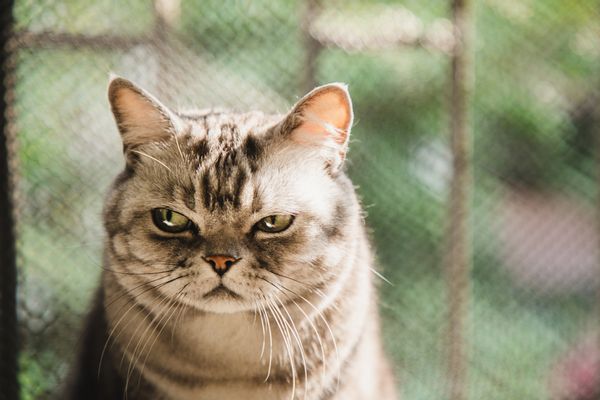 Stop Cuddling With Your Cat Here's Why is what a misleading online advertisement said.
