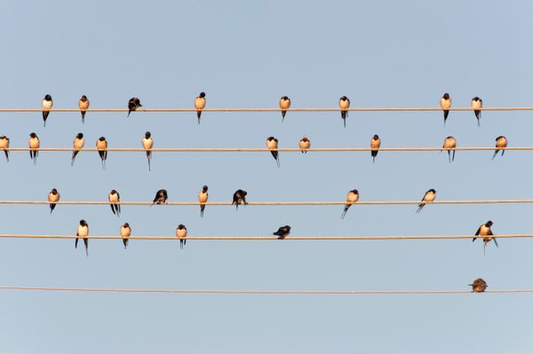 Flock, Animal, Bird