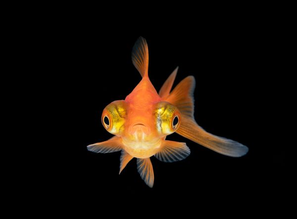 goldfish steer tank