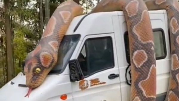 Skin, Anaconda, Reptile