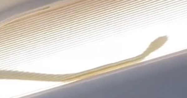 A snake on a plane was spotted and recorded on video on an AirAsia flight over Malaysia.