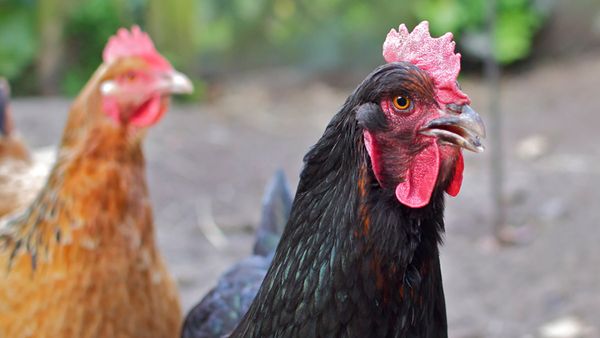 An online ad claimed that Costco was discontinuing its rotisserie chickens and that it was one of the company's biggest sellers gone from shelves effective immediately.