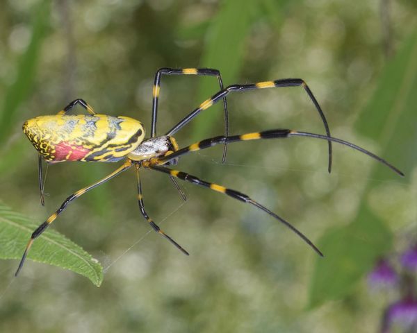 Insect, Invertebrate, Animal