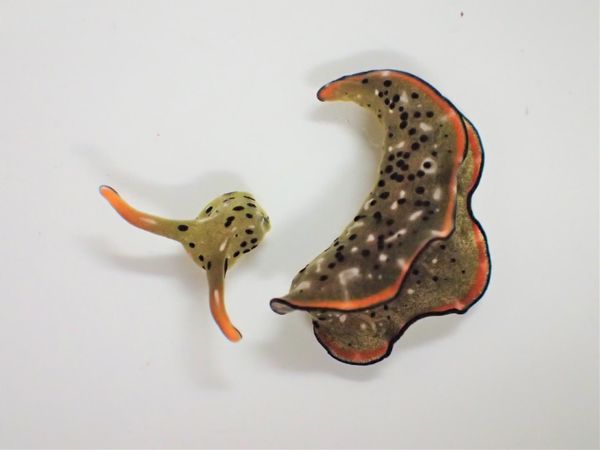 sea slug