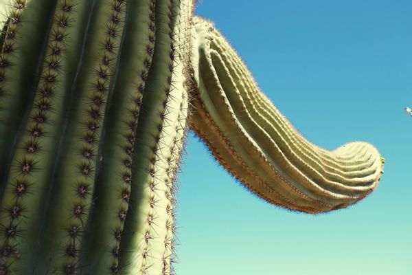 Plant, Cactus, Bird