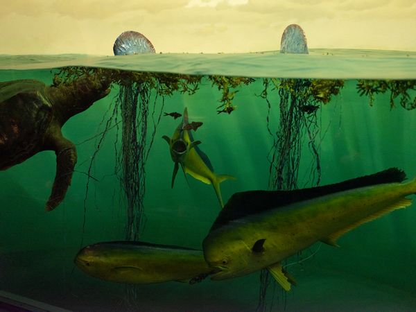 Aquatic, Water, Outdoors