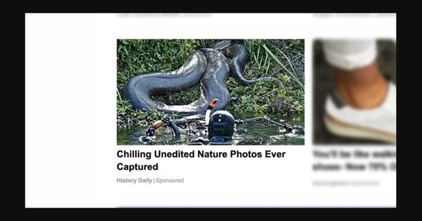 snake snorkeler anaconda