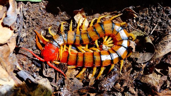 do centipedes have 100 legs?