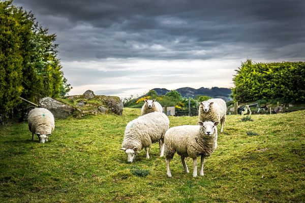Sheep, Mammal, Animal