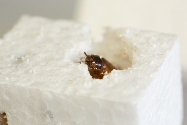 superworm eats plastic styrofoam