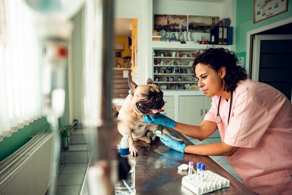Experts Identify the ‘Mysterious’ Illness Affecting Dogs