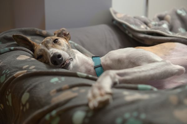 Furniture, Couch, Dog