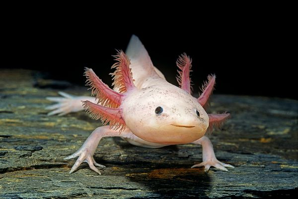 Animal, Amphibian, Wildlife