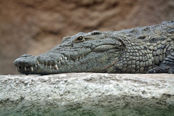 Lizard, Reptile, Animal