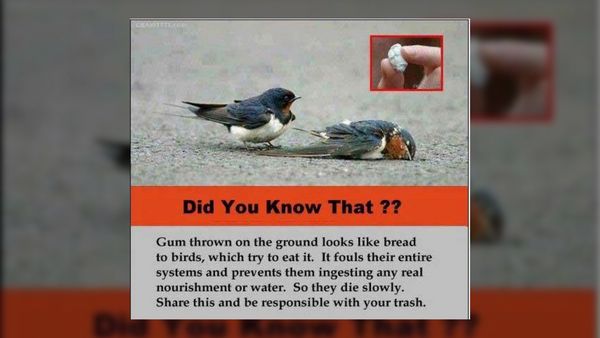 This viral meme claims that chewing gum on the ground looks like bread to birds, and, if they eat it, they die slowly.